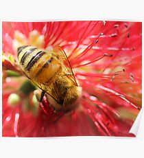 Bee Macro Poster