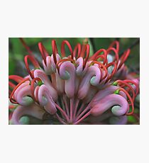 Grevillea heliosperma Photographic Print