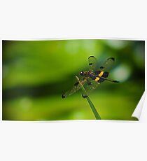 Dragonfly Macro Poster