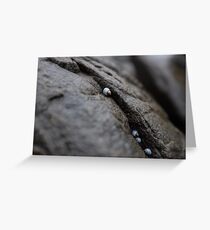 Bruny Island Greeting Card