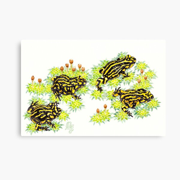 Corroboree frogs (Pseudophryne corroboree) Canvas Print