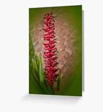 Red Hot Greeting Card