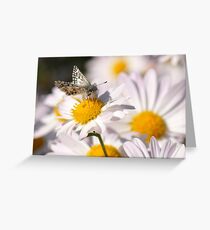 Checkered Skipper Greeting Card