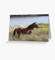 Connemara Pony in the countryside Greeting Card