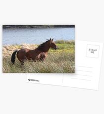 Connemara Pony in the countryside Postcards