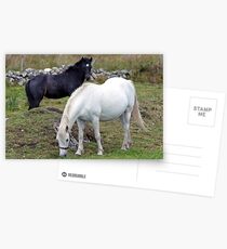 Connemara Pony Mare and Foal Postcards