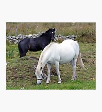Connemara Pony Mare and Foal Photographic Print