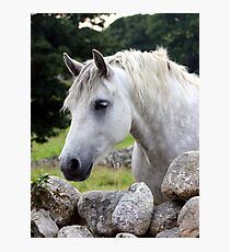 Connemara Pony looking over an Irish stone wall Photographic Print