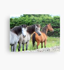 Connemara Ponies in the field Metal Print