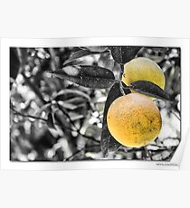 Póster The Orange (Laringa)
