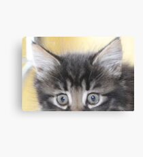 Kitten Canvas Print
