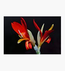 Blossoms Photographic Print