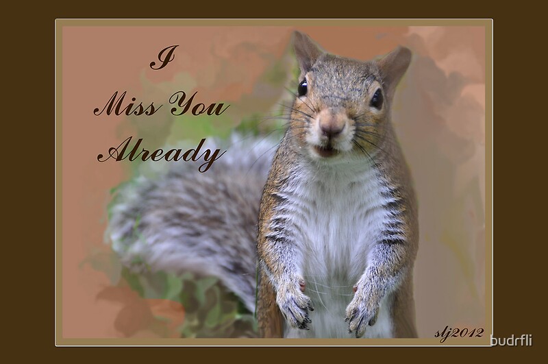 "Missing You Squirrel" by budrfli Redbubble