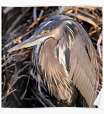 great blue heron Poster