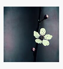 cherry blossom flower Photographic Print