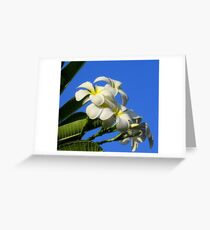 White Plumerias against Blue Sky Greeting Card