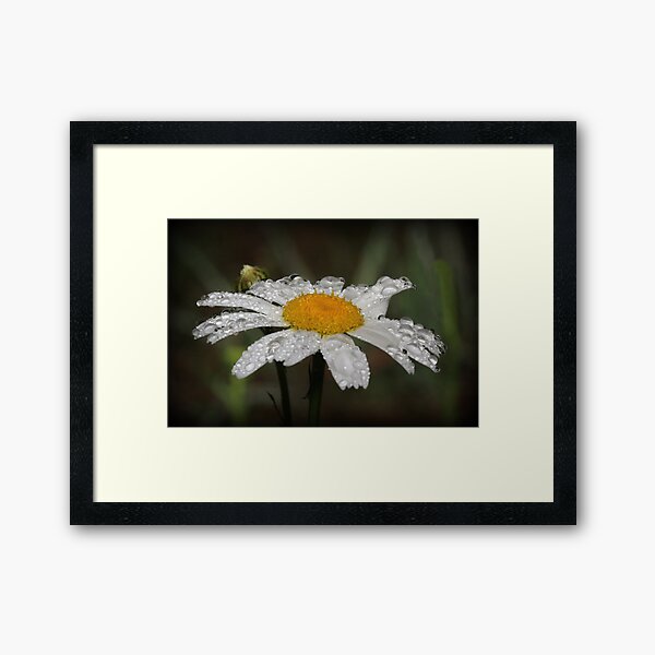 Daisy with dew drops Framed Art Print