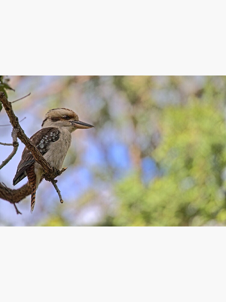 Kookaburra Watching by theoddshot