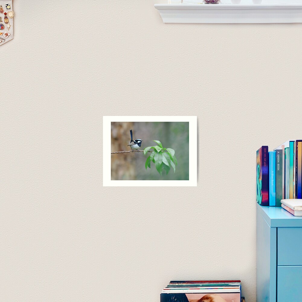 Male Superb Fairy Wren on a Peach Branch Art Print