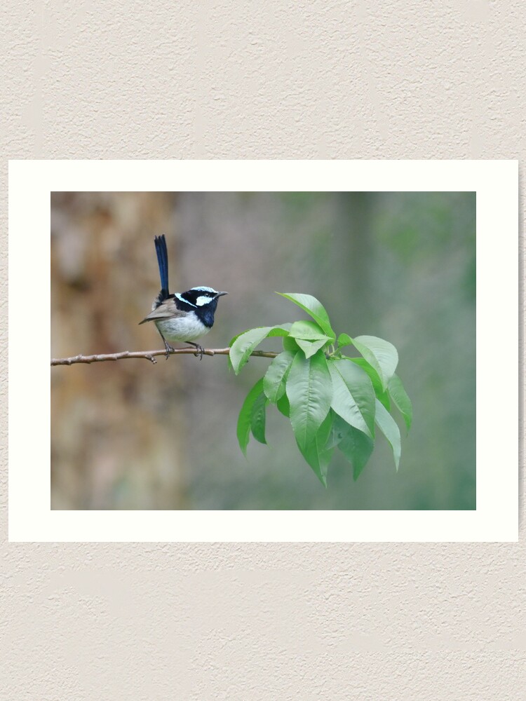 Alternate view of Male Superb Fairy Wren on a Peach Branch Art Print