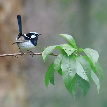 Artwork thumbnail, Male Superb Fairy Wren on a Peach Branch by theoddshot