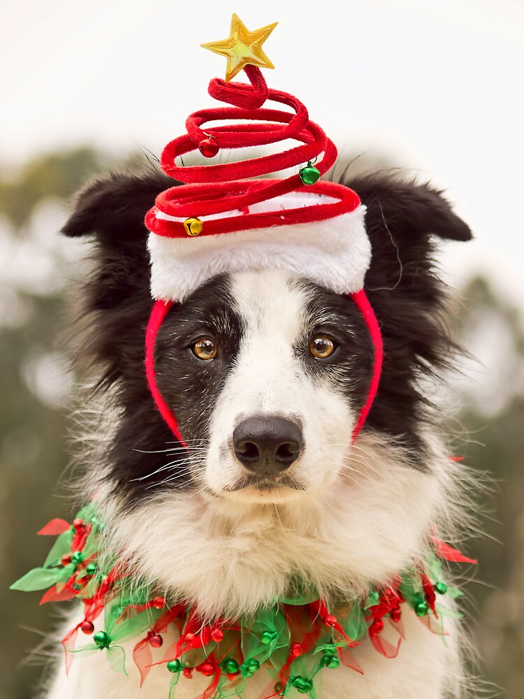 border collie christmas pillow