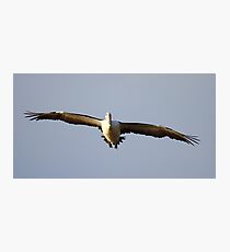 "Pelican Incoming" Photographic Print