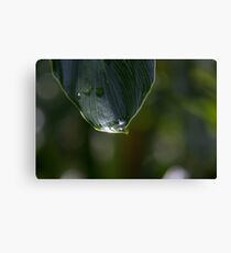 Morning Dew Canvas Print