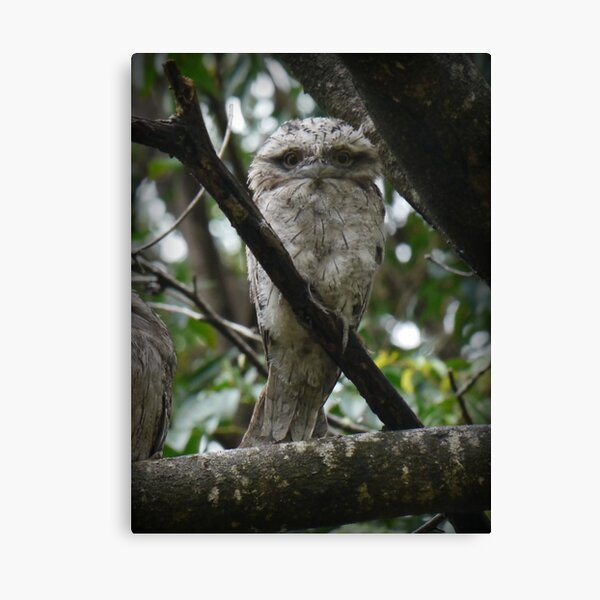 Tawny Frogmouth Chick Canvas Print