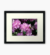 Spring Bee & Azalea Blossoms Framed Print
