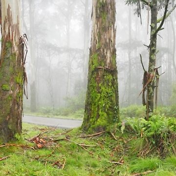 Artwork thumbnail, Road to Mt Macedon, Victoria, Australia by Chockstone