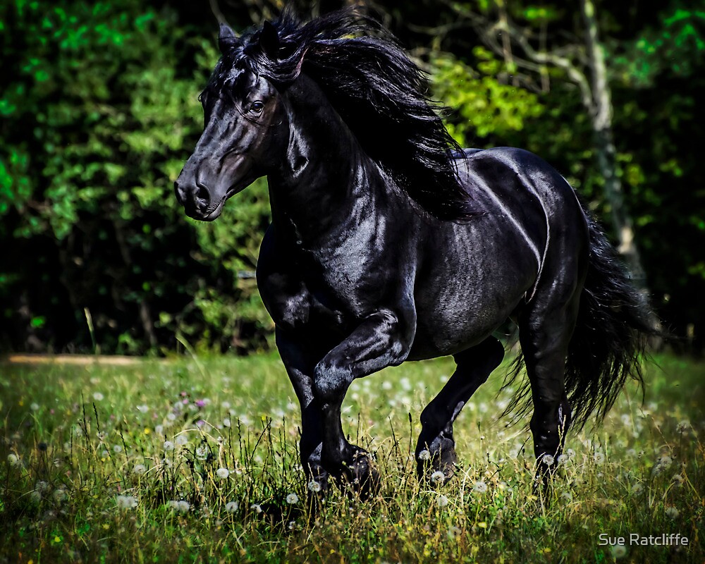 “Merens Stallion” by Sue Ratcliffe | Redbubble