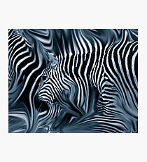 Knee Deep in Blue Zebras Photographic Print