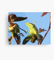 Katydid Metal Print