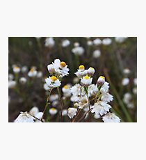 Paper Daisy Photographic Print
