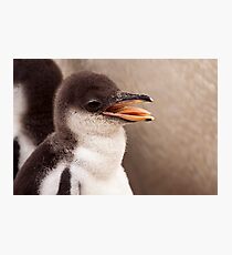 Gentoo Penguin Chick Photographic Print