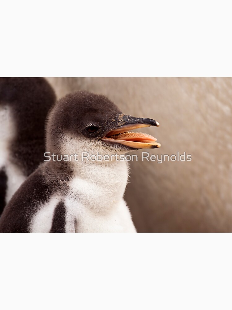 Gentoo Penguin Chick by Sparky2000