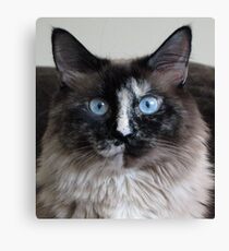 What? Canvas Print