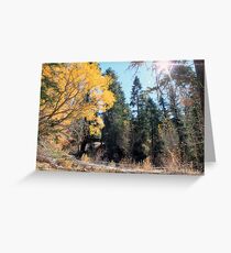 Aspen Grove Greeting Card