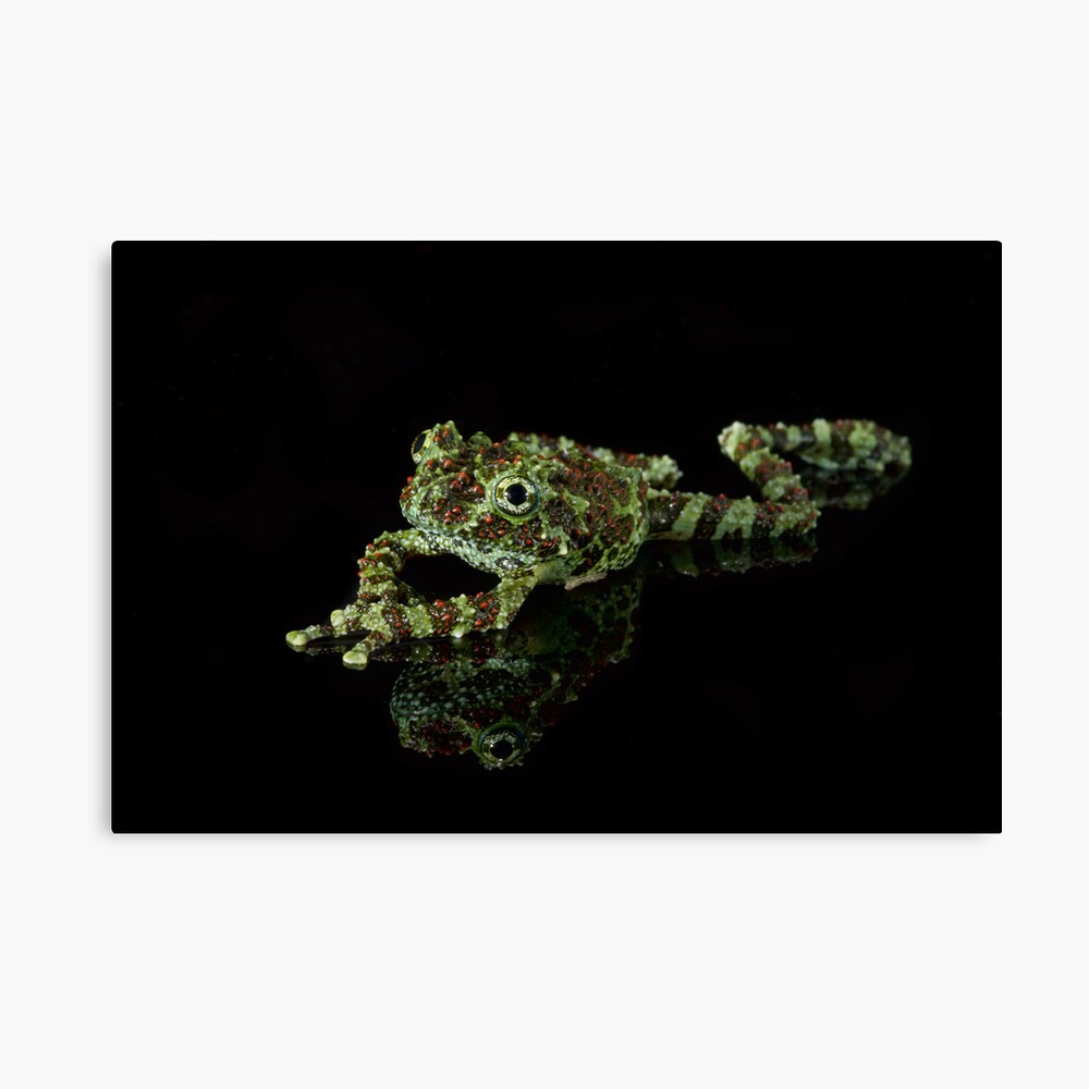 Vietnamese Mossy Frog Canvas Print