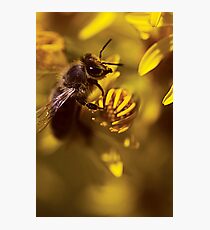 Small world Photographic Print