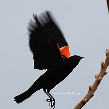Artwork thumbnail, Fly high, dear Red winged blackbird By Yannis Lobaina by lobaina1979