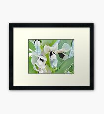 The Remarkable Flowers of the Fava Bean Framed Print