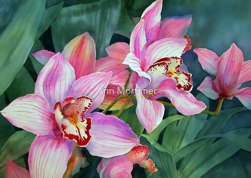 \u0026quot;Cymbidium Orchid\u0026quot; by Ann Mortimer  Redbubble