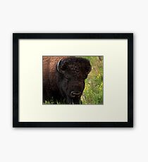 Monarch of the Plains Framed Print