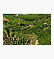 Vineyard Photographic Print