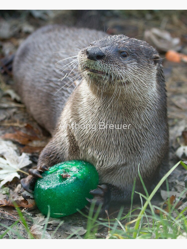 Otter has a green toy by dailyanimals