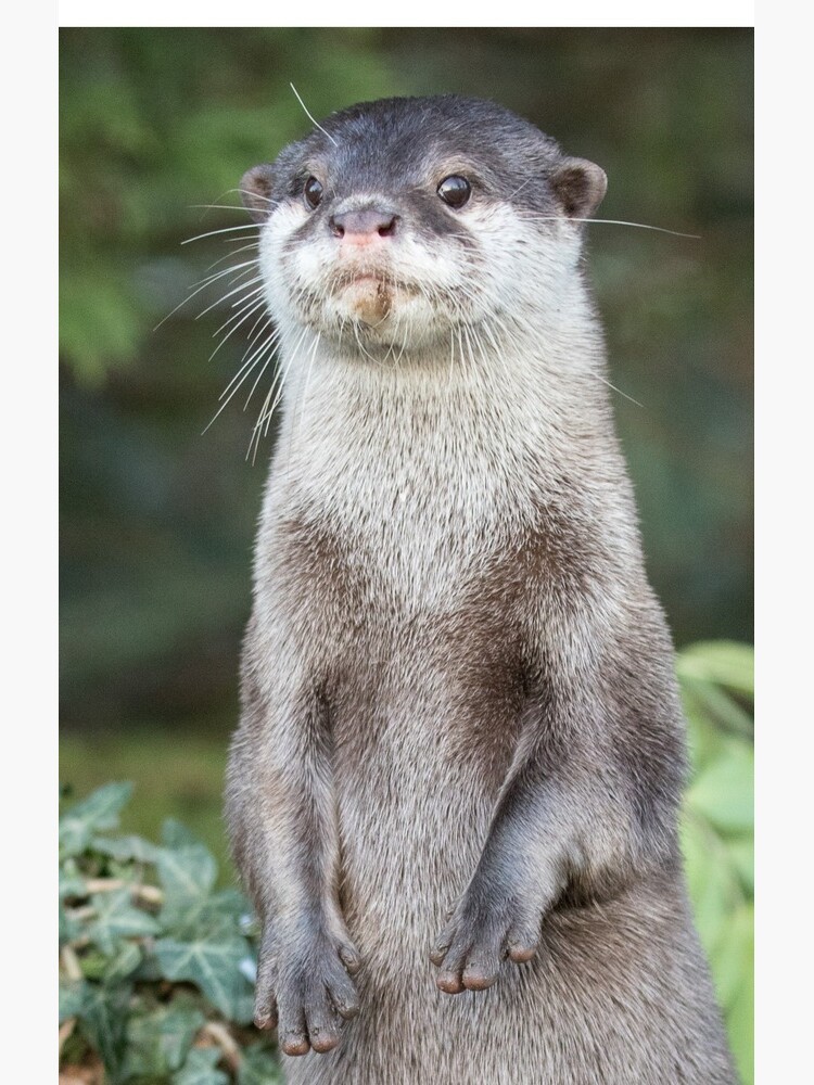 Otter paw-trait by dailyanimals