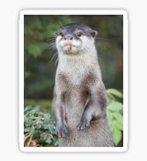 Otter paw-trait Sticker
