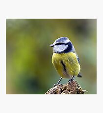blue tit Photographic Print